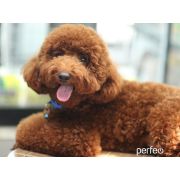 Коврик для мыши Perfeo Dog принт 001 размер 240*200*2 мм