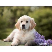 Коврик для мыши Perfeo Dog принт 012 размер 240*200*2 мм