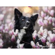 Коврик для мыши Perfeo Dog принт 003 размер 240*200*2 мм