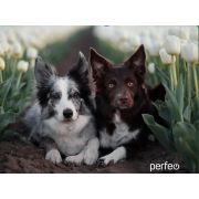 Коврик для мыши Perfeo Dog принт 007 размер 240*200*2 мм