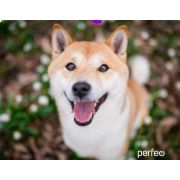 Коврик для мыши Perfeo Dog принт 008 размер 240*200*2 мм