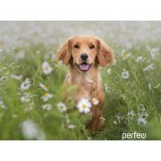 Коврик для мыши Perfeo Dog принт 009 размер 240*200*2 мм